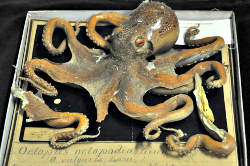 This octopus is one of many Blaschka items held by the Academy of Natural Sciences. 